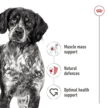 Royal Canin - Medium Adult Dog Wet Food 410g