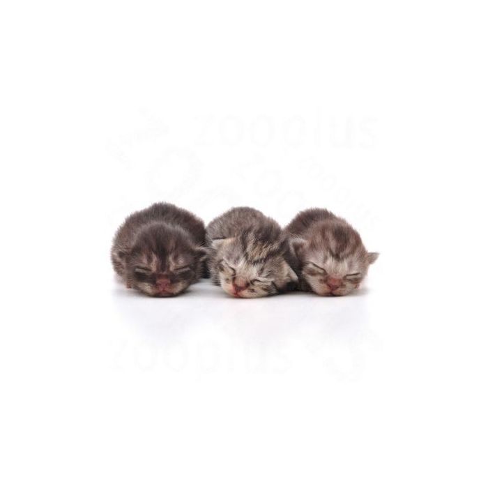 Royal Canin - Kitten Milk 300g